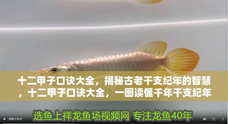 十二甲子口訣大全，揭秘古老干支紀年的智慧，十二甲子口訣大全，一圖讀懂千年干支紀年智慧 十二甲子口訣大全，揭秘古老干支紀年的智慧，十二甲子口訣大全，一圖讀懂千年干支紀年智慧 龍魚百科 第1張