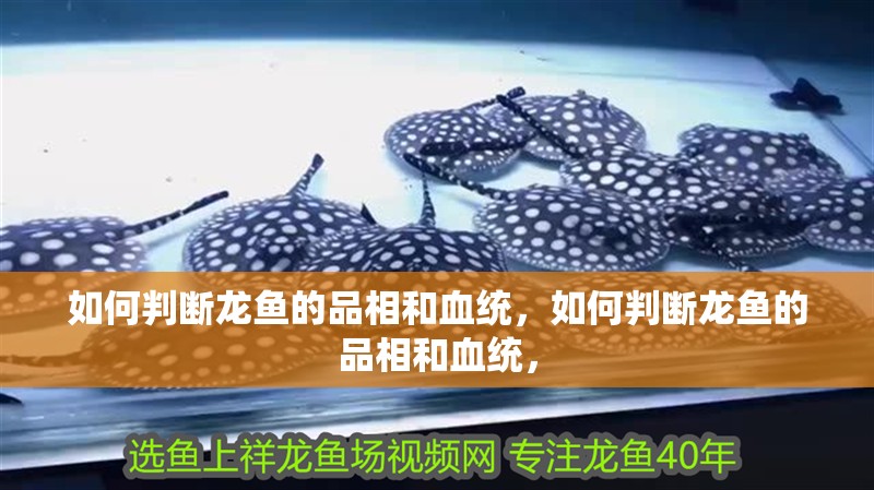 如何判斷龍魚的品相和血統，如何判斷龍魚的品相和血統，