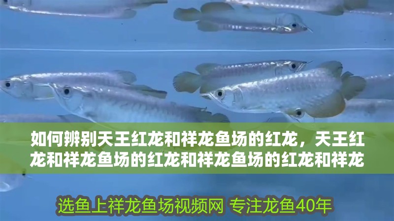 魚缸過濾器選購指南:自制魚缸過濾器魚缸上置過濾器對于養魚愛好者的必備知識 如何辨別天王紅龍和祥龍魚場的紅龍,天王紅龍和祥龍魚場的紅龍和祥龍魚場的紅龍和祥龍魚場 龍魚百科 如何辨別天王紅龍和祥龍魚場的紅龍,天王紅龍和祥龍魚場的紅龍和祥龍魚場的紅龍和祥龍魚場 如何辨別天王紅龍和祥龍魚場的紅龍,天王紅龍和祥龍魚場的紅龍和祥龍魚場的紅龍和祥龍魚場 龍魚百科