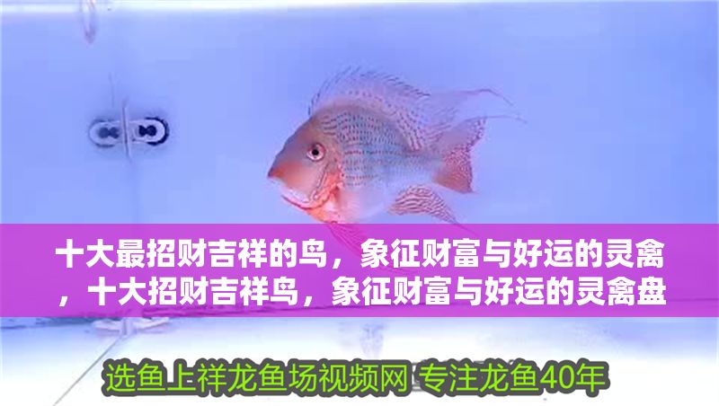十大最招財(cái)吉祥的鳥，象征財(cái)富與好運(yùn)的靈禽，十大招財(cái)吉祥鳥，象征財(cái)富與好運(yùn)的靈禽盤點(diǎn)