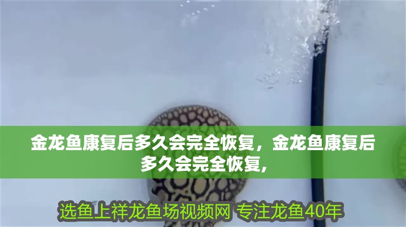 魚缸過濾器選購指南:自制魚缸過濾器魚缸上置過濾器對于養魚愛好者的必備知識 金龍魚康復后多久會完全恢復,金龍魚康復后多久會完全恢復, 龍魚百科 金龍魚康復后多久會完全恢復,金龍魚康復后多久會完全恢復, 金龍魚康復后多久會完全恢復,金龍魚康復后多久會完全恢復, 龍魚百科