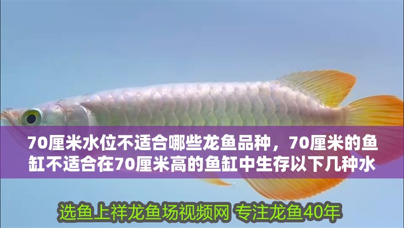 70厘米水位不適合哪些龍魚品種，70厘米的魚缸不適合在70厘米高的魚缸中生存以下幾種水位 70厘米水位不適合哪些龍魚品種，70厘米的魚缸不適合在70厘米高的魚缸中生存以下幾種水位 龍魚百科