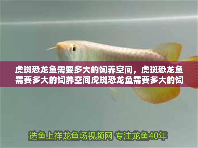 虎斑恐龍魚(yú)需要多大的飼養(yǎng)空間，虎斑恐龍魚(yú)需要多大的飼養(yǎng)空間虎斑恐龍魚(yú)需要多大的飼養(yǎng)空間 虎斑恐龍魚(yú)需要多大的飼養(yǎng)空間，虎斑恐龍魚(yú)需要多大的飼養(yǎng)空間虎斑恐龍魚(yú)需要多大的飼養(yǎng)空間 龍魚(yú)百科