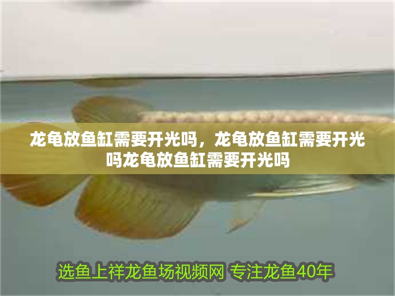 龍龜放魚(yú)缸需要開(kāi)光嗎，龍龜放魚(yú)缸需要開(kāi)光嗎龍龜放魚(yú)缸需要開(kāi)光嗎 龍龜放魚(yú)缸需要開(kāi)光嗎，龍龜放魚(yú)缸需要開(kāi)光嗎龍龜放魚(yú)缸需要開(kāi)光嗎 龍魚(yú)百科