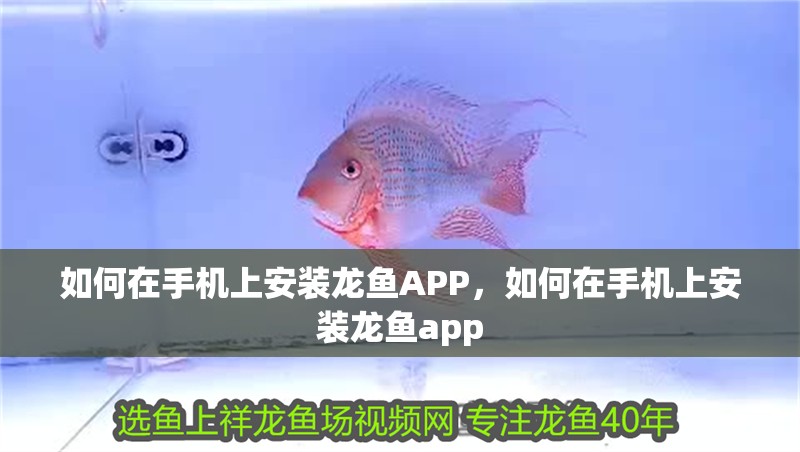 如何在手機上安裝龍魚APP，如何在手機上安裝龍魚app 如何在手機上安裝龍魚APP，如何在手機上安裝龍魚app 龍魚百科