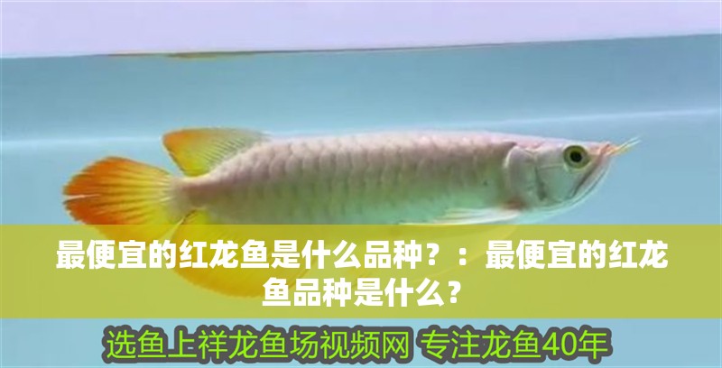 最便宜的紅龍魚是什么品種？：最便宜的紅龍魚品種是什么？