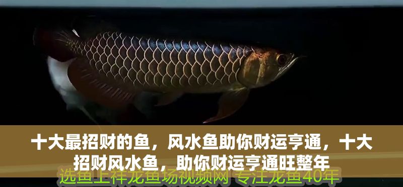 十大最招財的魚,風水魚助你財運亨通,十大招財風水魚,助你財運亨通旺整年 龍魚百科 第1張 十大最招財的魚,風水魚助你財運亨通,十大招財風水魚,助你財運亨通旺整年 十大最招財的魚,風水魚助你財運亨通,十大招財風水魚,助你財運亨通旺整年 龍魚百科 第1張