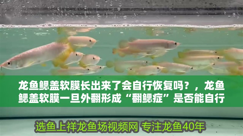 龍魚鰓蓋軟膜長出來了會自行恢復(fù)嗎？，龍魚鰓蓋軟膜一旦外翻形成“翻鰓癥”是否能自行恢復(fù) 龍魚鰓蓋軟膜長出來了會自行恢復(fù)嗎？，龍魚鰓蓋軟膜一旦外翻形成“翻鰓癥”是否能自行恢復(fù) 龍魚百科