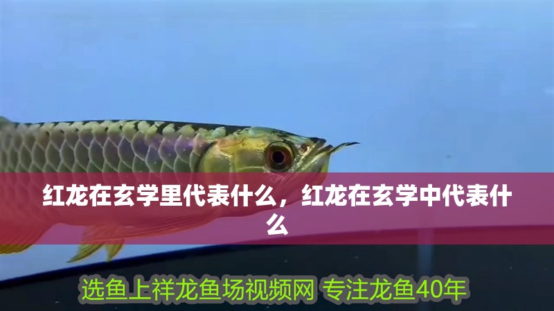 給大魚(yú)缸換水的作文:體驗(yàn)給大魚(yú)缸換水的樂(lè)趣:體驗(yàn)給大魚(yú)缸換水:給大魚(yú)缸換水的作文 紅龍?jiān)谛W(xué)里代表什么,紅龍?jiān)谛W(xué)中代表什么 龍魚(yú)百科 紅龍?jiān)谛W(xué)里代表什么,紅龍?jiān)谛W(xué)中代表什么 紅龍?jiān)谛W(xué)里代表什么,紅龍?jiān)谛W(xué)中代表什么 龍魚(yú)百科
