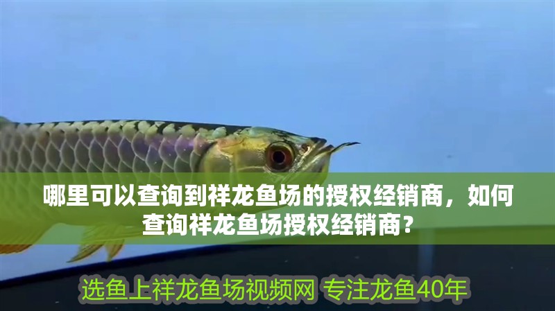 哪里可以查詢到祥龍魚場的授權(quán)經(jīng)銷商，如何查詢祥龍魚場授權(quán)經(jīng)銷商？ 哪里可以查詢到祥龍魚場的授權(quán)經(jīng)銷商，如何查詢祥龍魚場授權(quán)經(jīng)銷商？ 龍魚百科