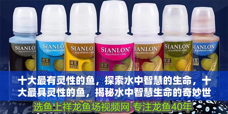十大最有靈性的魚，探索水中智慧的生命，十大最具靈性的魚，揭秘水中智慧生命的奇妙世界 十大最有靈性的魚，探索水中智慧的生命，十大最具靈性的魚，揭秘水中智慧生命的奇妙世界 龍魚百科 第1張