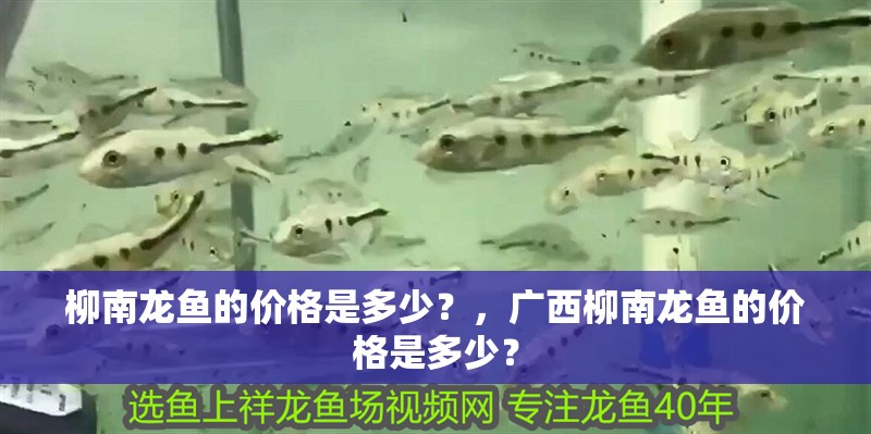 柳南龍魚的價(jià)格是多少？，廣西柳南龍魚的價(jià)格是多少？ 柳南龍魚的價(jià)格是多少？，廣西柳南龍魚的價(jià)格是多少？ 龍魚百科