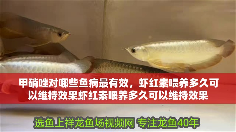 甲硝唑對哪些魚病最有效，蝦紅素喂養多久可以維持效果蝦紅素喂養多久可以維持效果