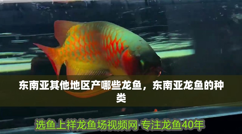 東南亞其他地區(qū)產(chǎn)哪些龍魚，東南亞龍魚的種類