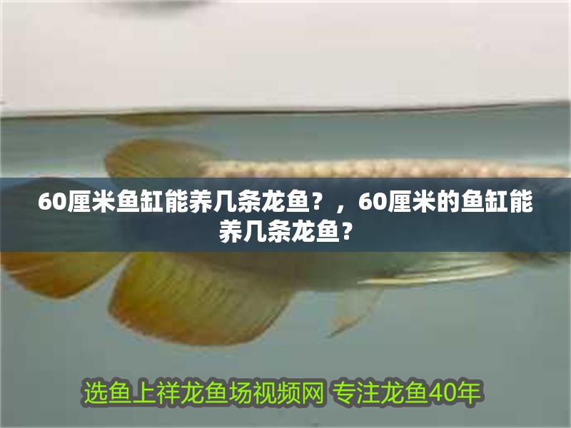60厘米魚缸能養幾條龍魚？，60厘米的魚缸能養幾條龍魚？