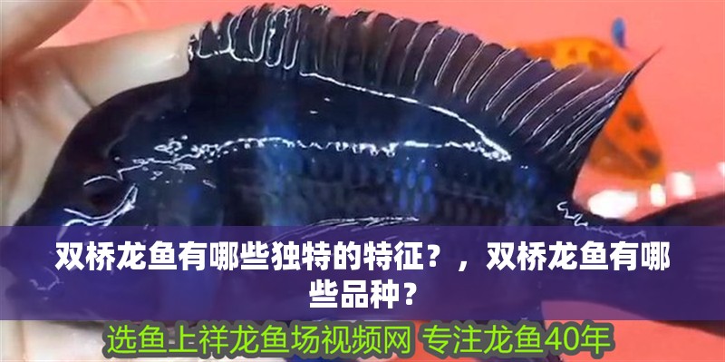雙橋龍魚(yú)有哪些獨(dú)特的特征？，雙橋龍魚(yú)有哪些品種？