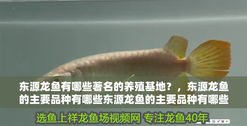 東源龍魚有哪些著名的養殖基地？，東源龍魚的主要品種有哪些東源龍魚的主要品種有哪些