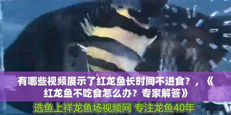有哪些視頻展示了紅龍魚長時間不進食？，《紅龍魚不吃食怎么辦？專家解答》
