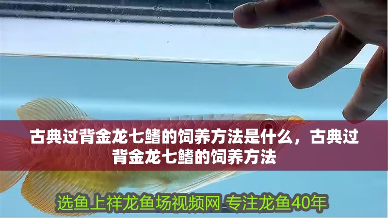 古典過背金龍七鰭的飼養方法是什么，古典過背金龍七鰭的飼養方法 古典過背金龍七鰭的飼養方法是什么，古典過背金龍七鰭的飼養方法 龍魚百科
