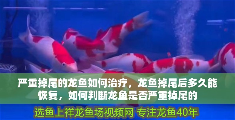 嚴重掉尾的龍魚如何治療，龍魚掉尾后多久能恢復，如何判斷龍魚是否嚴重掉尾的