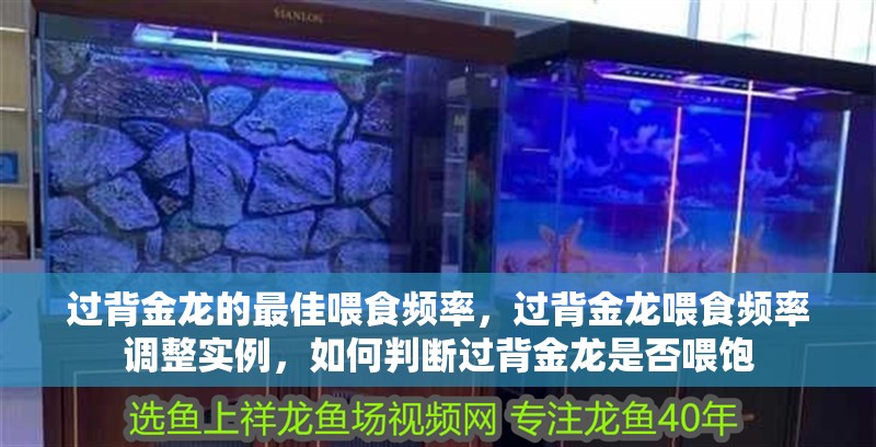 過背金龍的最佳喂食頻率，過背金龍喂食頻率調整實例，如何判斷過背金龍是否喂飽