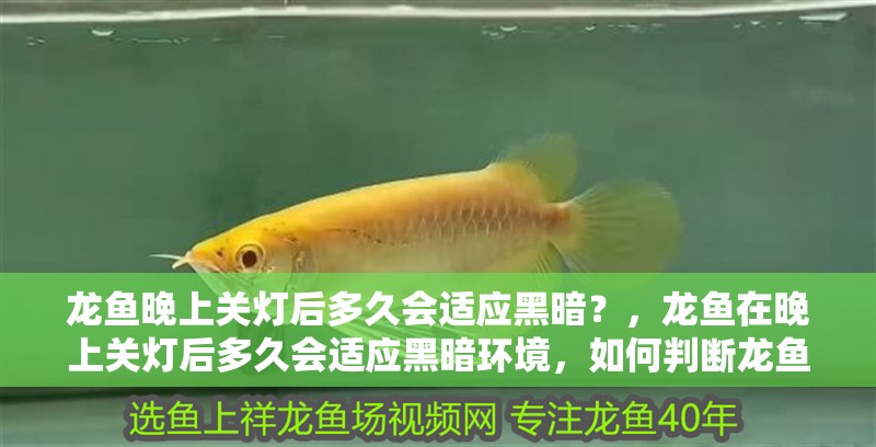 龍魚晚上關燈后多久會適應黑暗？，龍魚在晚上關燈后多久會適應黑暗環境，如何判斷龍魚是否適應黑暗
