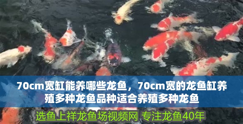 70cm寬缸能養哪些龍魚，70cm寬的龍魚缸養殖多種龍魚品種適合養殖多種龍魚