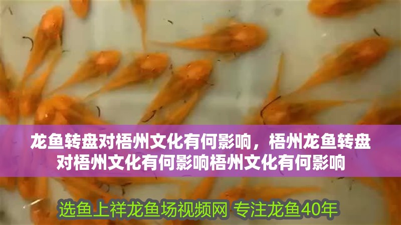 龍魚轉盤對梧州文化有何影響，梧州龍魚轉盤對梧州文化有何影響梧州文化有何影響 龍魚轉盤對梧州文化有何影響，梧州龍魚轉盤對梧州文化有何影響梧州文化有何影響 龍魚百科