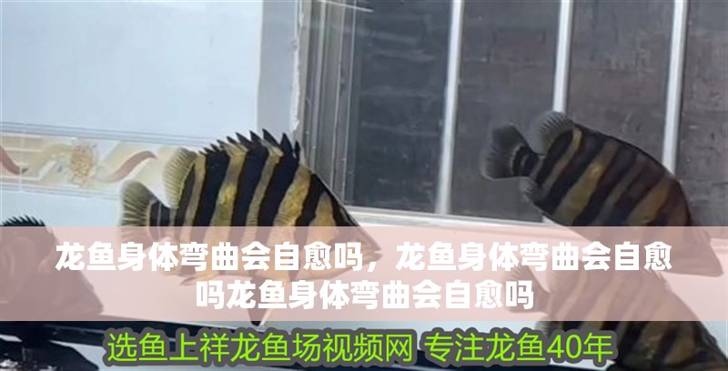 龍魚身體彎曲會(huì)自愈嗎，龍魚身體彎曲會(huì)自愈嗎龍魚身體彎曲會(huì)自愈嗎 龍魚身體彎曲會(huì)自愈嗎，龍魚身體彎曲會(huì)自愈嗎龍魚身體彎曲會(huì)自愈嗎 龍魚百科