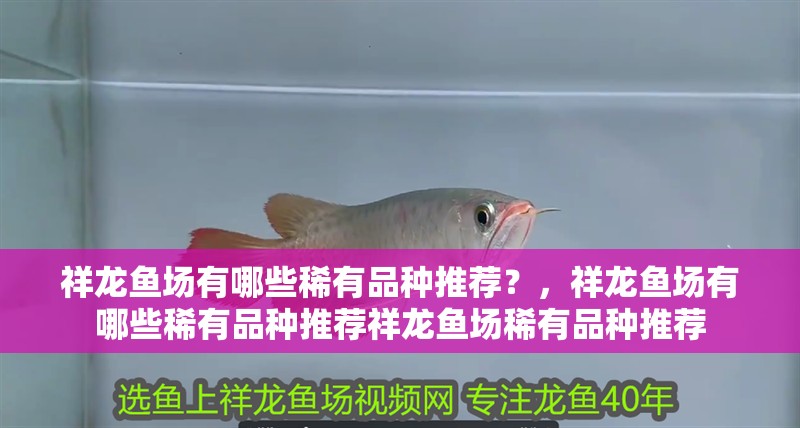 祥龍魚場有哪些稀有品種推薦？，祥龍魚場有哪些稀有品種推薦祥龍魚場稀有品種推薦