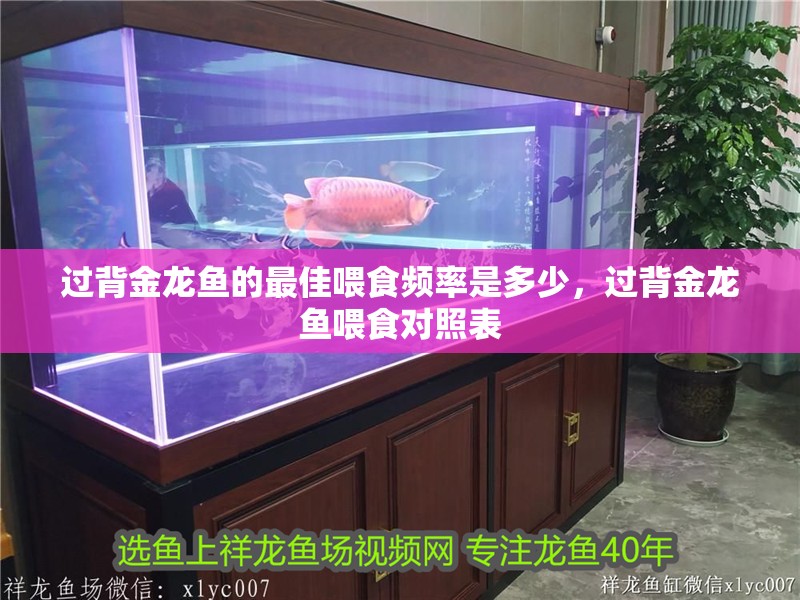 過背金龍魚的最佳喂食頻率是多少，過背金龍魚喂食對照表