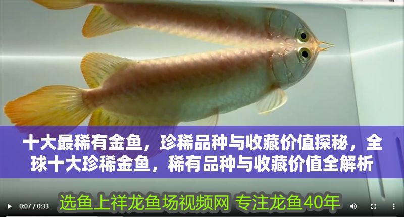 十大最稀有金魚，珍稀品種與收藏價值探秘，全球十大珍稀金魚，稀有品種與收藏價值全解析
