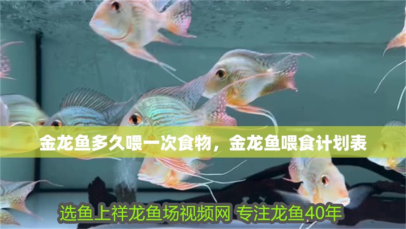 金龍魚多久喂一次食物，金龍魚喂食計劃表 金龍魚多久喂一次食物，金龍魚喂食計劃表 龍魚百科