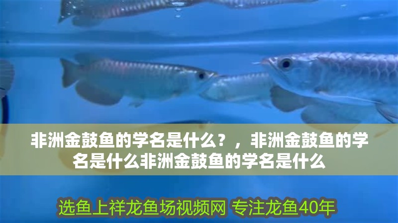 非洲金鼓魚的學名是什么？，非洲金鼓魚的學名是什么非洲金鼓魚的學名是什么