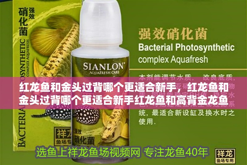 紅龍魚和金頭過背哪個更適合新手，紅龍魚和金頭過背哪個更適合新手紅龍魚和高背金龍魚