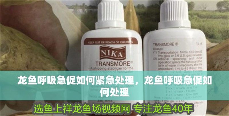 龍魚呼吸急促如何緊急處理，龍魚呼吸急促如何處理