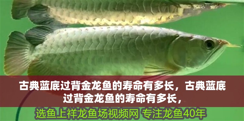 古典藍底過背金龍魚的壽命有多長，古典藍底過背金龍魚的壽命有多長，