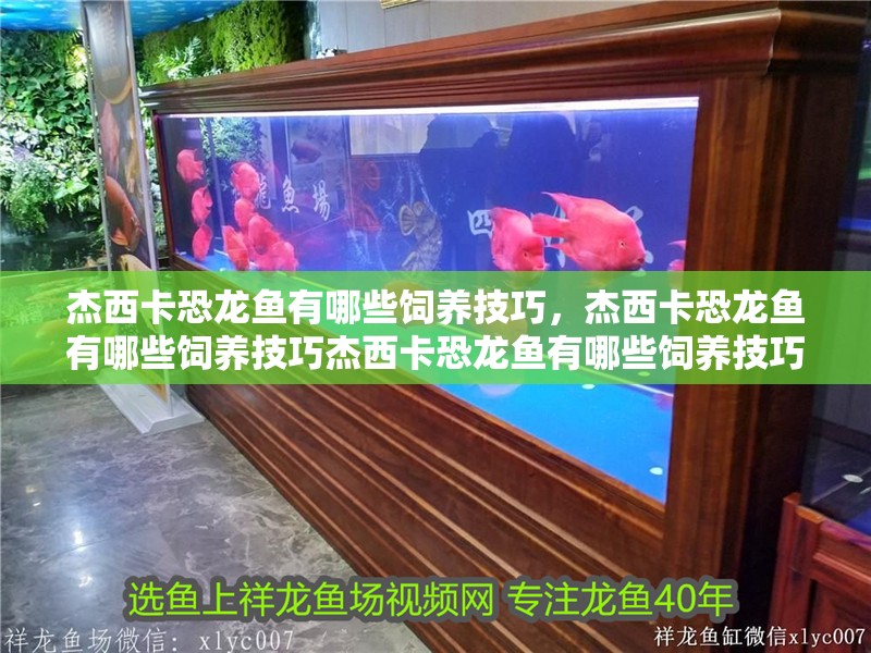 杰西卡恐龍魚有哪些飼養技巧，杰西卡恐龍魚有哪些飼養技巧杰西卡恐龍魚有哪些飼養技巧