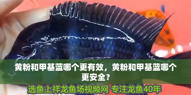 黃粉和甲基藍哪個更有效，黃粉和甲基藍哪個更安全？
