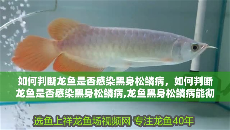 如何判斷龍魚是否感染黑身松鱗病，如何判斷龍魚是否感染黑身松鱗病,龍魚黑身松鱗病能徹底治愈嗎 如何判斷龍魚是否感染黑身松鱗病，如何判斷龍魚是否感染黑身松鱗病,龍魚黑身松鱗病能徹底治愈嗎 龍魚百科
