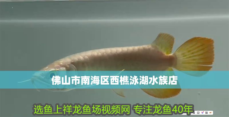 佛山市<strong><mark>南海</mark></strong>區西樵泳湖水族店