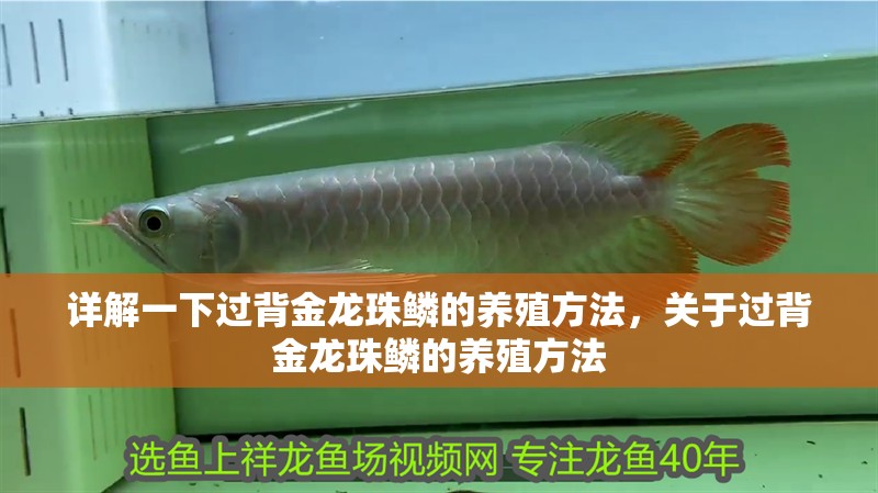 詳解一下過背金龍珠鱗的養(yǎng)殖方法，關(guān)于過背金龍珠鱗的養(yǎng)殖方法