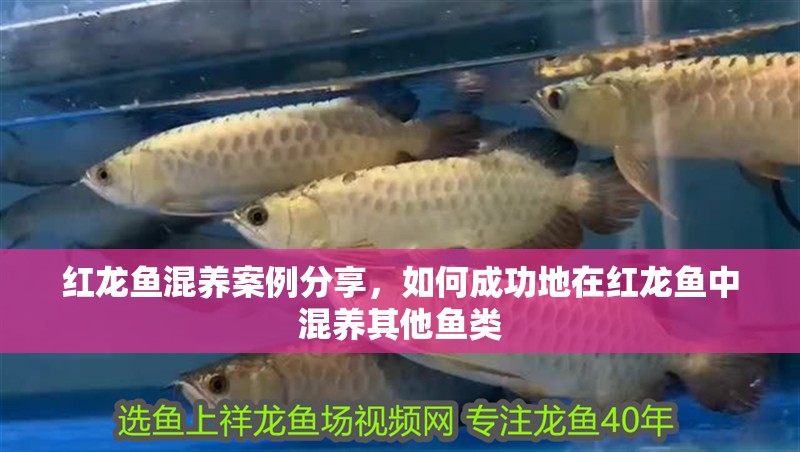 紅龍魚混養案例分享，如何成功地在紅龍魚中混養其他魚類