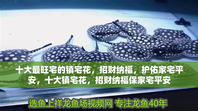 十大最旺宅的鎮宅花,招財納福,護佑家宅平安,十大鎮宅花,招財納福保家宅平安 龍魚百科 第1張 十大最旺宅的鎮宅花,招財納福,護佑家宅平安,十大鎮宅花,招財納福保家宅平安 十大最旺宅的鎮宅花,招財納福,護佑家宅平安,十大鎮宅花,招財納福保家宅平安 龍魚百科 第1張