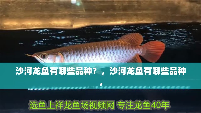 給大魚缸換水的作文:體驗給大魚缸換水的樂趣:體驗給大魚缸換水:給大魚缸換水的作文 沙河龍魚有哪些品種?,沙河龍魚有哪些品種, 龍魚百科 沙河龍魚有哪些品種?,沙河龍魚有哪些品種, 沙河龍魚有哪些品種?,沙河龍魚有哪些品種, 龍魚百科