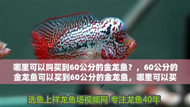 哪里可以購買到60公分的金龍魚？，60公分的金龍魚可以買到60公分的金龍魚，哪里可以買到