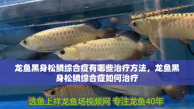 龍魚黑身松鱗綜合癥有哪些治療方法，龍魚黑身松鱗綜合癥如何治療 龍魚黑身松鱗綜合癥有哪些治療方法，龍魚黑身松鱗綜合癥如何治療 龍魚百科