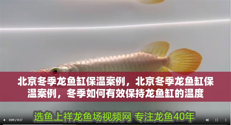 <strong><mark>北京</mark></strong>冬季龍魚缸保溫案例，<strong><mark>北京</mark></strong>冬季龍魚缸保溫案例，冬季如何有效保持龍魚缸的溫度