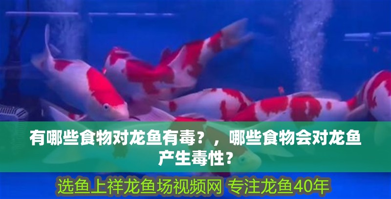 有哪些食物對龍魚有毒？，哪些食物會對龍魚產生毒性？ 有哪些食物對龍魚有毒？，哪些食物會對龍魚產生毒性？ 龍魚百科