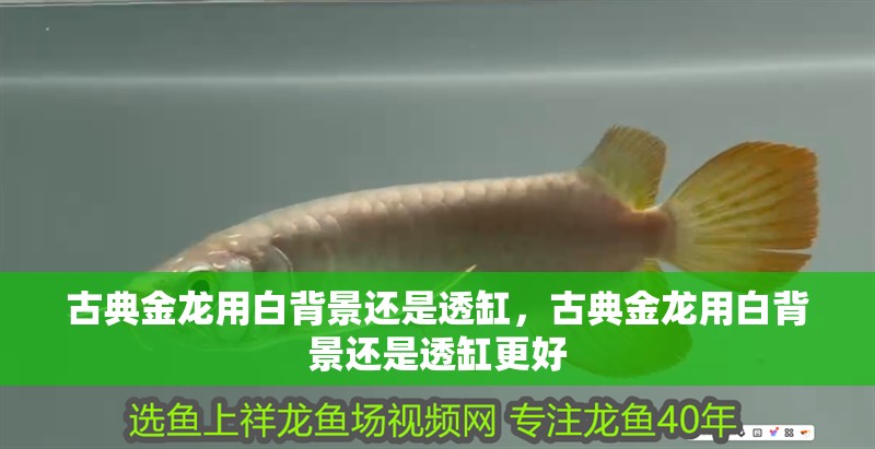 古典金龍用白背景還是透缸，古典金龍用白背景還是透缸更好